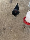 12 Silverrudd Blue Hatching Eggs  Npip ai Clean 