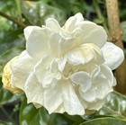 2 Grand Duke Jasmine Live Plants 3 To 5    Tall super Fragrant Flowers 2 Plugs Sz