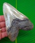 5 07    Megalodon Shark Tooth  Real Fossil  Xl Big Sharks Teeth - Serrated   