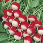 Radish Sparkler Heirloom 100  Seeds 100  Organic Non Gmo Grown In Usa