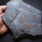 1 6kg Starfish Ophiura Sp  Fossil Morocco Ordovician
