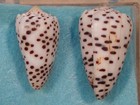 Conus Pulicarius 2 Shells 30 34mm New Ireland new Guinea