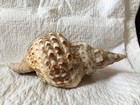 Beautiful Real Sea Shell Conch Shell