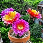 Black Flowering Cactus Cactus Succulent Plant 3-4cm Very Easy To Live Pink White