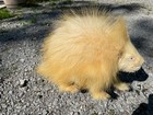 Taxidermy Super Rare Large Lifesize Walking Albino North American Porcupine 