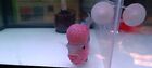 A    Live Flowerhorn Fish Male Super Red  Big Kok Head Size 7  B20