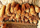 8-14 In Sugar Pine Cones-extra Large And Golden   You Choose Size And Quantity