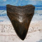 Megalodon Shark Tooth 4 5 8  Shark Teeth Huge Jaw Fossil Stunning Polished  real