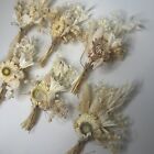 6 Pcs White Boho Dried Flower Bouquet Wedding Dried Flowers Groomsmen Corsage