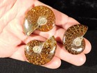 Lot Of Three  Polished  Sutured Ammonite Fossils Mahajanga Madagascar 3 33