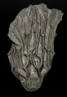 Arthroacantha Carpenteri  Exquisite Pyritized Fossil Crinoid  Devonian Ohio  Usa