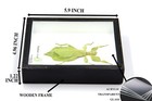 Leaf Insect Phylium Sicipholium Genuine Bug Green Brown Taxidermy Butterfly I   