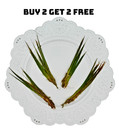 Tofu s Tanks Dwarf Hairgrass - Buy 2 Bunches  Get 2 Free  Live Aquatic Plant