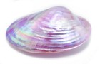 Set Of 2 Dyed Purple Clam Shells  whole Shell  4-5  Polished Beach Decor Crafts