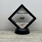 Majungasaurus Carnivore Dinosaur Tooth Fossil In Display Case