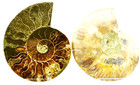 Large Ammonite Pair Multicolor Crystal 125mm 110myo Dino Age Fossil 4 9  E4980yy