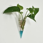 Cone Shape Hanging Diy Wall Mount Glass Flower Plant Vase