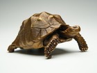 Chinese Brass Hand Casting Turtle Statue Figure Collectable Home Decoration 400g