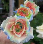 Rainbow Rose Seeds- 50 Or 100 Seeds usa Seller- Free Shipping