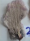 2 - Natural Sea Fan - Coral - Sea Whip - Free Shipping