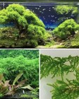 Weeping Moss X2  Live Aquarium terrarium Plant Aquascaping Freshwater Beginner 