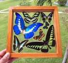 Real Framed Butterflies Mounted Wood Double Glass 8 5 x8 5 