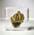 Bizarre Barnacle In Resin  Tiny Ocean Crustacean  Capitulum Mitella  Oddities
