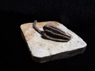 Almost Perfect Fossil Crinoid  Crawfordsville  In
