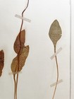 Antique Herbarium Pressed Botanical Specimen 1900s Adder s-tongue Fern 15  X 10 