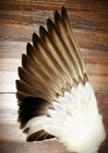 Drake Native American Smudge Feather Fan Antler