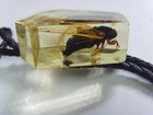 1950s Scarce Antique Real Nature Bug Lucite Bolo Tie Western America Usa 50783