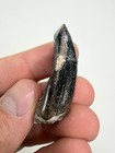 1 66    Jobaria Tiguidensis Tooth - Tiourar  n Formation  Niger