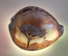 Antique Italian Carved Cowrie Shell Vesuvius Naples Volcano Souvenir Grand Tour
