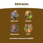 Squirrel And Critter Food Blend  10 Pounds  High Quality Blend