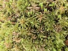 Live Fresh Sphagnum Moss Terrarium Vivarium  Decor