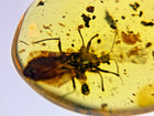 A101 Bu3653 Big Hemiptera Wasp In Authentic Burmese Amber Burmite 99mya