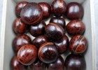 Brown Hamburger True Sea Beans Mucuna Sloanei  10 Shells Approx  1  Inch  