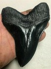 Very Nice Nearly Perfect Megalodon Replica Tooth 4 3 4  Great Serrations Black