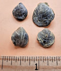 4 Composita Subquadrata Brachiopod Fossils From Payson Arizona Shell Fossil