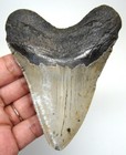 Amazing Megalodon Shark Tooth Real Fossil - 3 80  Shark Teeth - No Restorations