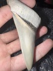 High Quality Lee Creek Aurora Megalodon Fossil Shark Tooth