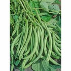 State Half Runner Bean Seed  1 Oz  Pack  75-100 Seeds   Heirloom  Non Gmo  Usa