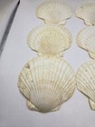 Large Scallop Shells Lot Of 8 