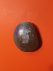 Polished Goniatite  button  Snail Fossil