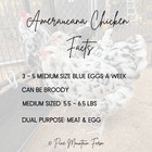 12  2 Rare Ermine Ameraucana Chicken Hatching Eggs Blue Eggs Npip Certified