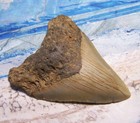 Megalodon Shark Tooth 4 1 8  Sharks Teeth Huge Jaw Fossil Real Megladon Serrated