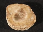 Polished Petrified Cycad Fossil Or Fern Fossil Nice Bark Madagascar  277gr