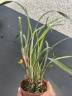 Orchid Live Maxillaria Tenuifolia  yellow Spotted  - Potted