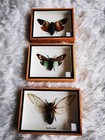 3 Real Mix Cicada Bugs Insect Taxidermy In Display Wood Frame Home Decor