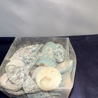 Large Box Of Assorted Turbo Shells For Crafts  Decoration  Collections  Aquarium